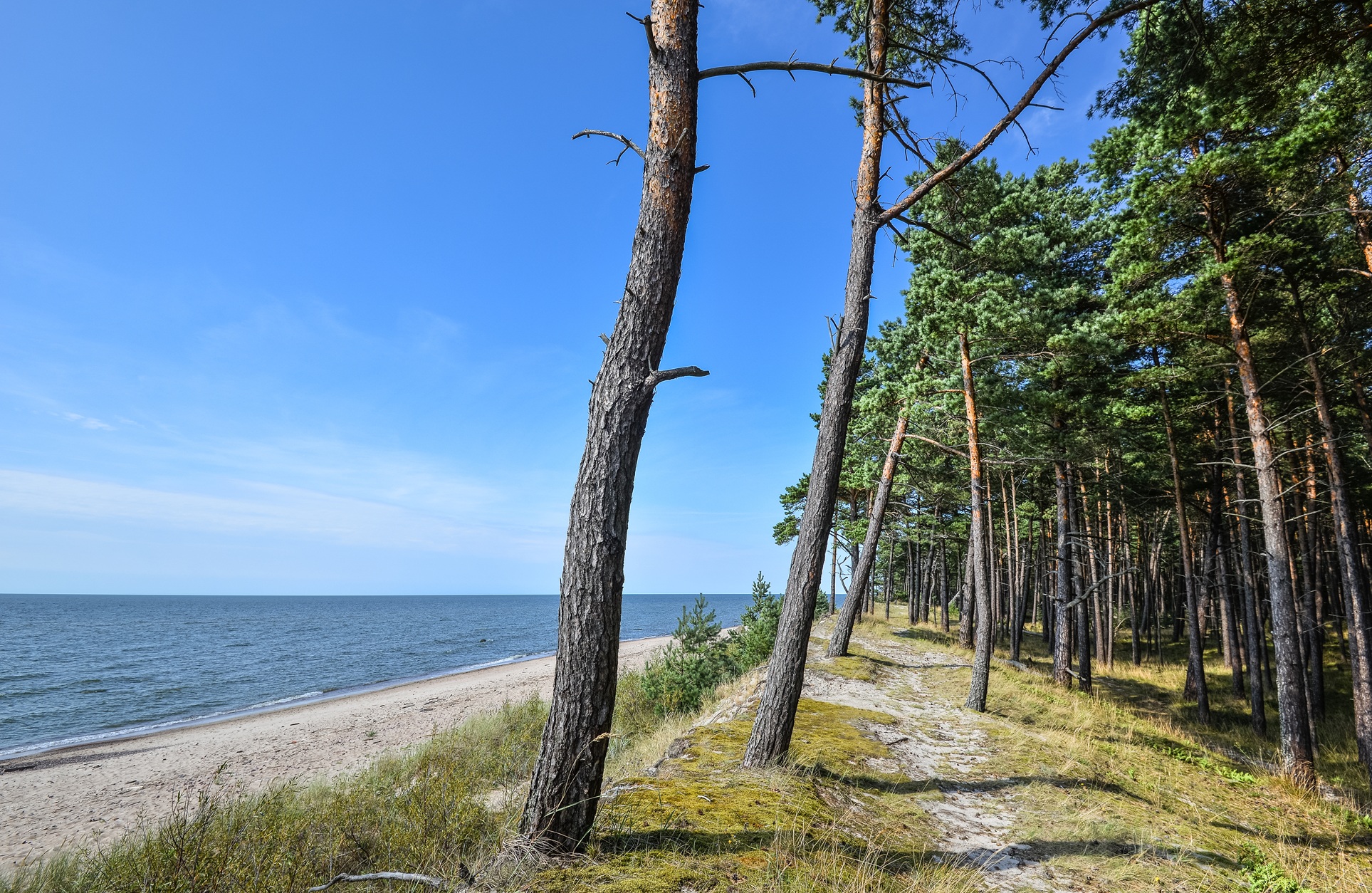Морское побережье Куршской косы, сосновый лес на дюне